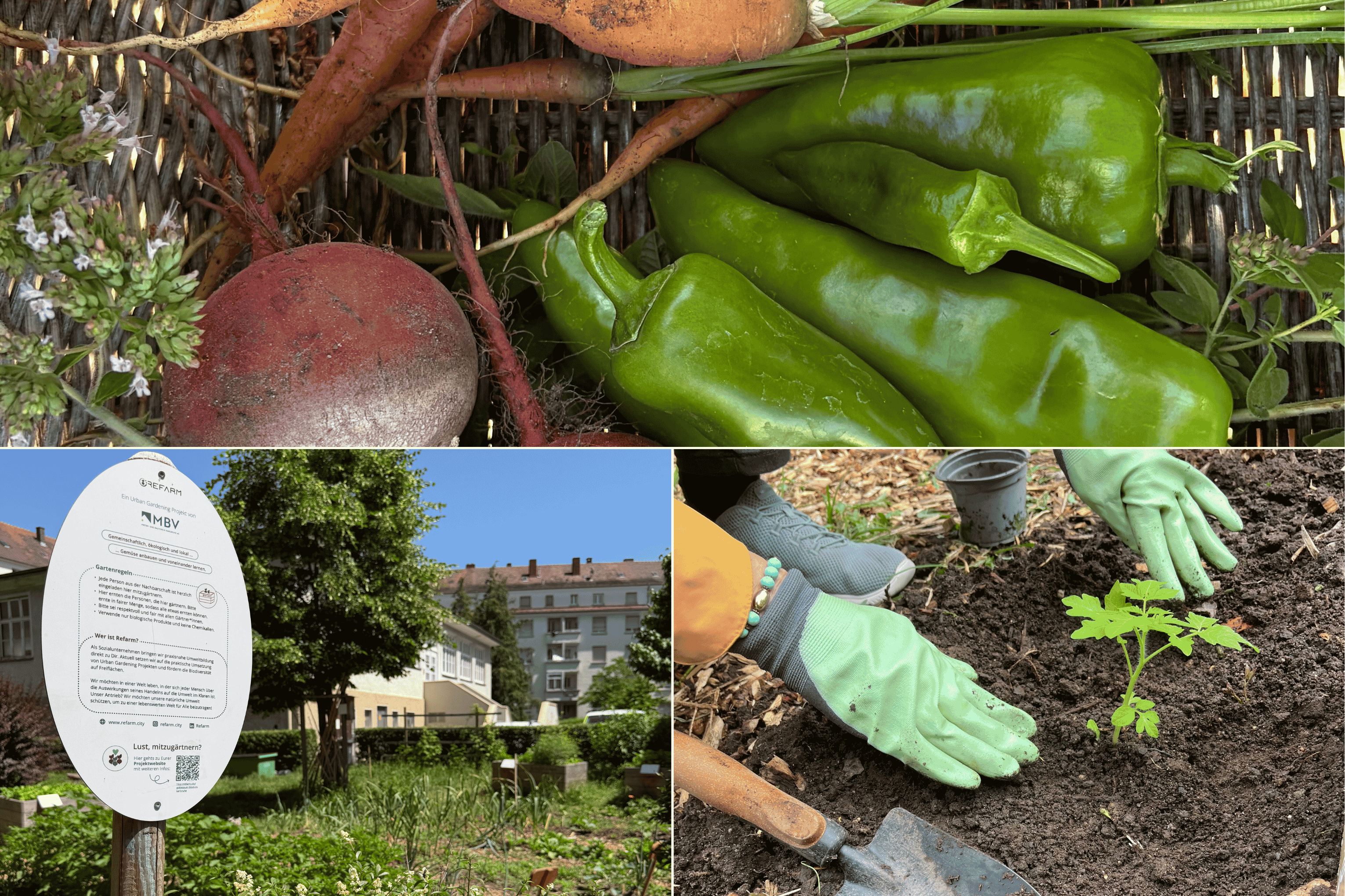 Erfolgsgeschichte Mieterin Urban Gardening_Collage mit Gemüse und Anbau